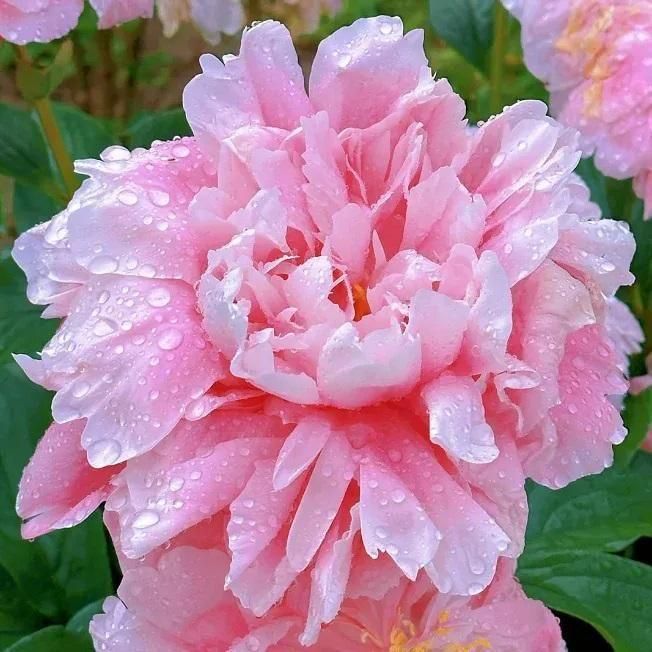 The Queen of Flowers?Peony Flower (Pack of 20)