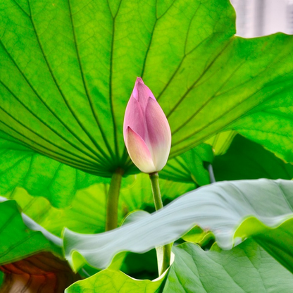 100% Organic Lotus Flower Seeds Pack Of 40