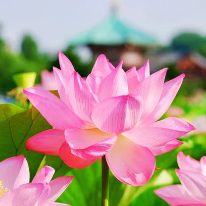 100% Organic Lotus Flower Seeds Pack Of 40