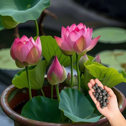 100% Organic Lotus Flower Seeds Pack Of 40