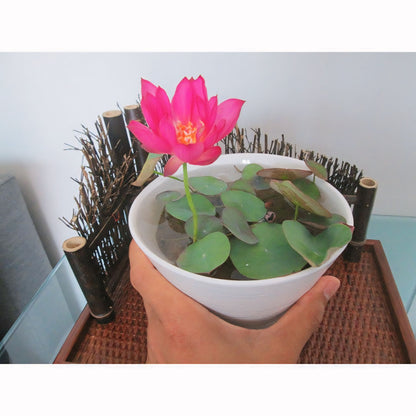 100% Organic Lotus Flower Seeds Pack Of 40